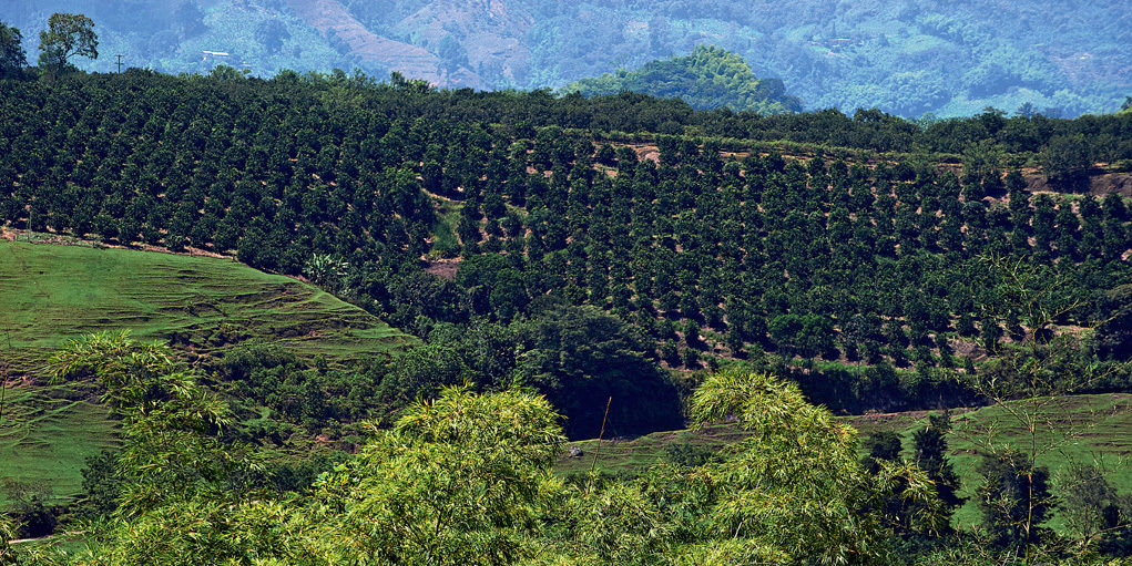Hacienda Bambusa El Caimo Εξωτερικό φωτογραφία